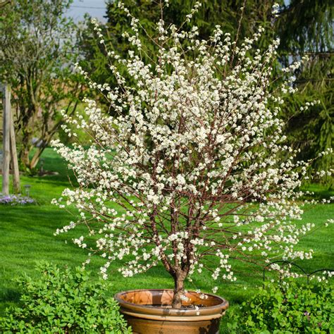 Cerisier Rom O Un Arbre Pour Mon Quartier