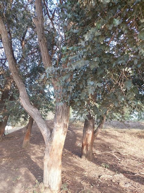 Eucalyptus From Saavedra Provincia De Buenos Aires Argentina On