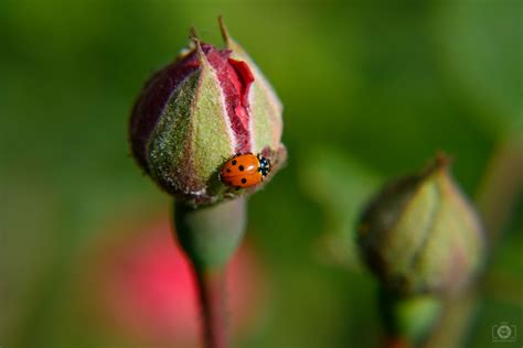 Rose Bud with Ladybug Background - High-quality Free Backgrounds