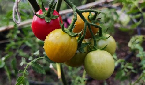 10 conseils pour faire mûrir les tomates plus rapidement