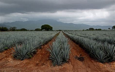 Cultivos De Agave Y Ar Ndano Se Posicionan Entre Principales Cultivos