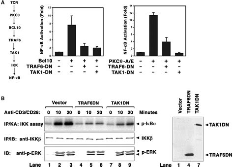 The Traf Ubiquitin Ligase And Tak Kinase Mediate Ikk Activation By