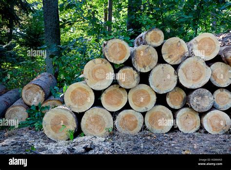 Montón de cortar árboles en el bosque La tala de árboles viejos en el