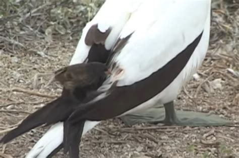 Conhe A O Peixe Vampiro Que Morre Ao Ser Exposto Luz Do Sol