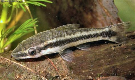 Otocinclus Vittatus