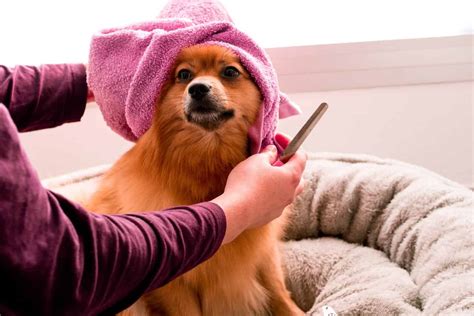 5 Dog Grooming Tips To Keep Them Looking Awesome