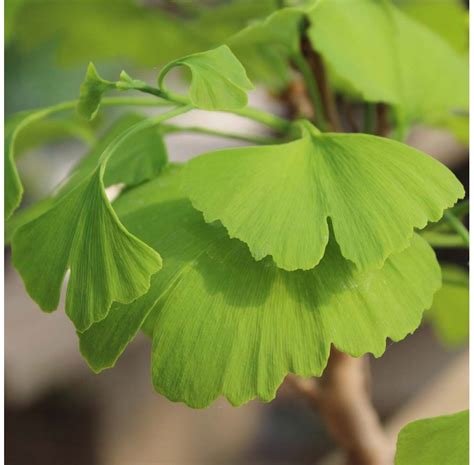 Ginkgo Biloba Bonsa Ans Arbre Aux Cus Mistral Bonsai