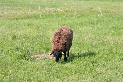 Images Gratuites La Nature Herbe Champ Prairie Prairie Animal