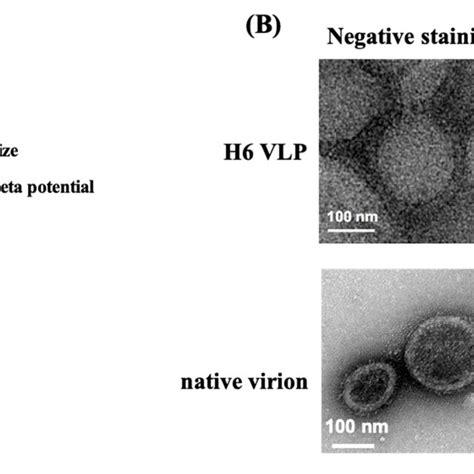 Characterization Of H6 VLPs A The Size And Surface Zeta Potential Of