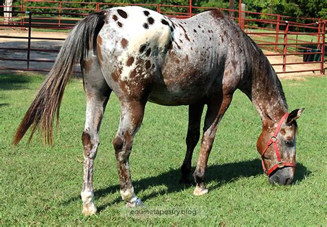 How Appaloosa Patterns Work Part 2 Equinetapestryblog