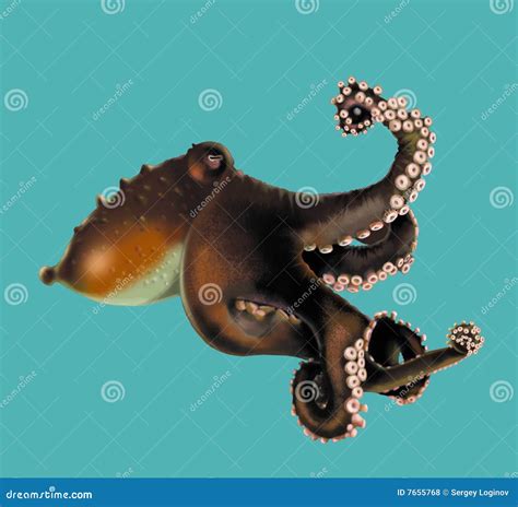 Octopus Stock Illustration Illustration Of Octopus Sucker 7655768