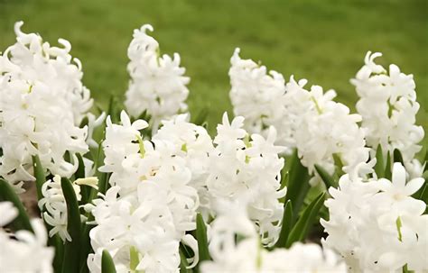 Hyacinth Flower Meaning and Symbolism | allwaysflower