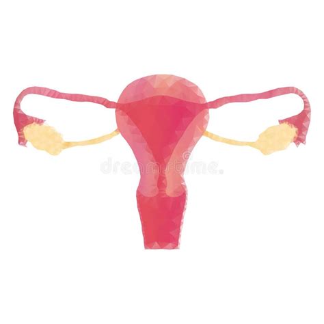 The Cervix Stock Vector Image 43799236