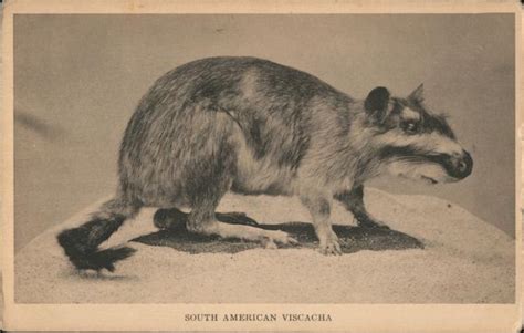 A Rodent - South American Viscacha Postcard