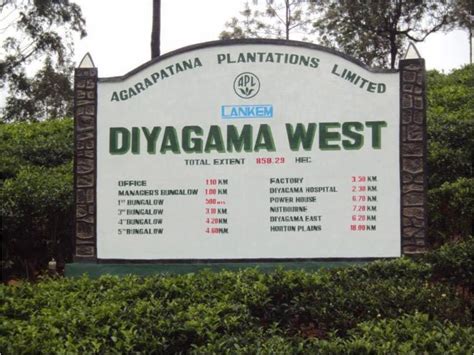 diyagama west estate   timeless legacy  tea innovation
