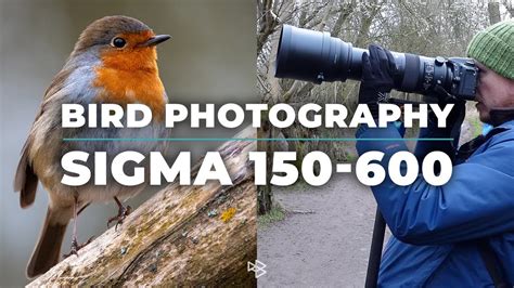 Bird Photography With Sigma 150 600mm And Nikon D7500 Youtube