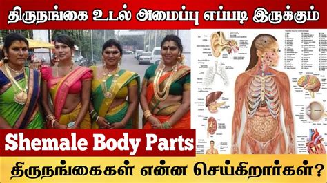 திருநங்கையின் உடல் அமைப்பு எப்படி இருக்கும் தெரியுமா What Is The Anatomy Of A Shemale