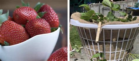 Une astuce simple et peu coûteuse pour produire les fraises les plus