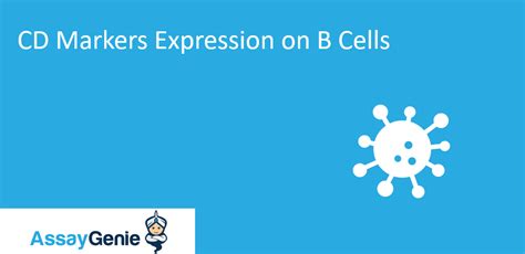 CD Markers Expression on B Cells - Assay Genie