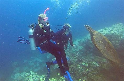 Great Barrier Reef Turtle: An Amazing and Unexpected Encounter