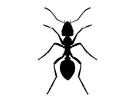 "Ant Silhouette" Images – Browse 113 Stock Photos, Vectors, and Video ...