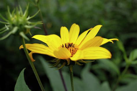 Pale Leaf Woodland Sunflower With Bud August 2023 Photograph By