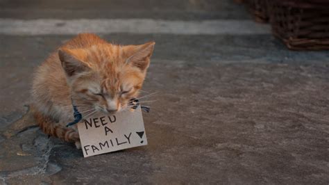 SAVE ME Rescue Poor Baby Cats Abandoned By Inhuman Adopted Three