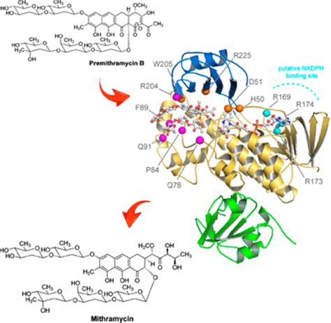 Molecular Insight Into Substrate Recognition And Catalysis Of Baeyer