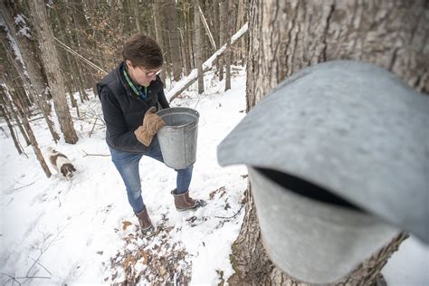 How To Collect And Store Sap For Maple Syrup