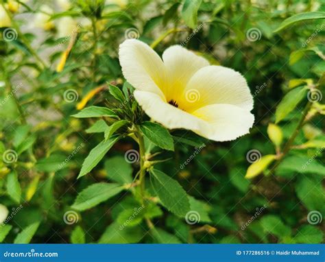 Closeup Beautiful White Of Turnera Subulata Flower On Green Leaves