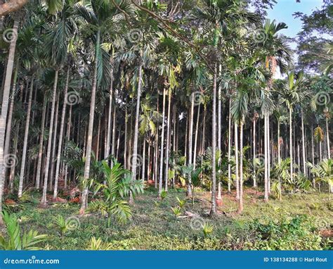 Betel Nut Cultivation in a Village. Stock Photo - Image of time, summer ...