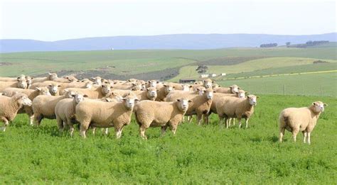 Feeding of Sheep, South Africa