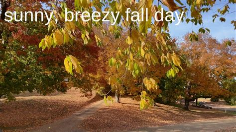 Sunny Breezy Fall Day Free Hd Video No Copyright Youtube