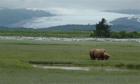 Alaska - Wilderness and Wildlife | July 2025 - Blue Dot Travel