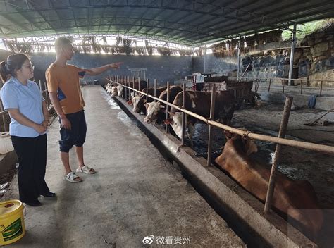 邮储银行黔南州分行发放首笔线上“肉牛产业链”贷