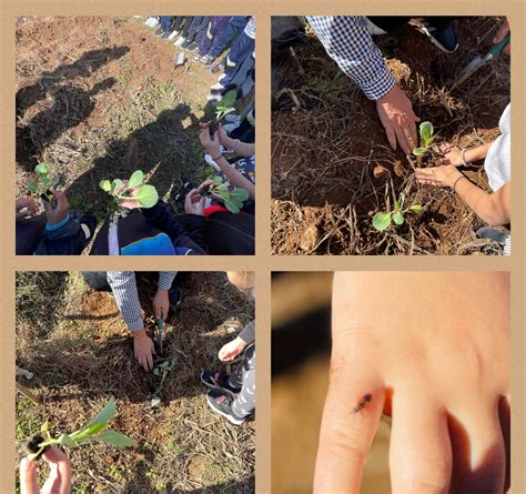 Nuestro Huerto Escolar CEIP GRANADILLA DE ABONA