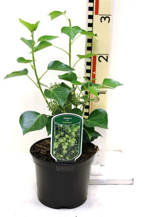 Hedera Helix Arborescens Plant Wholesale Floraccess