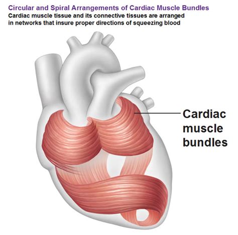 Layers Of The Pericardium Heart Wall And Spiral Arrangement