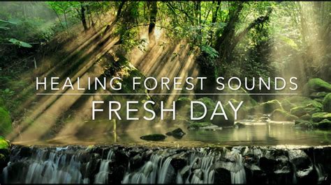 6 Hrs Of Forest Ambiance Healing Forest Sounds For A Fresh Morning