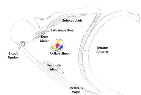 THE INTERNATIONAL BLOG OF SURGERY: Axillary Anatomy