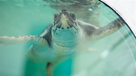 Fondazione Cetacea Riccione E Ospedale Delle Tartarughe Un Nuovo Sito