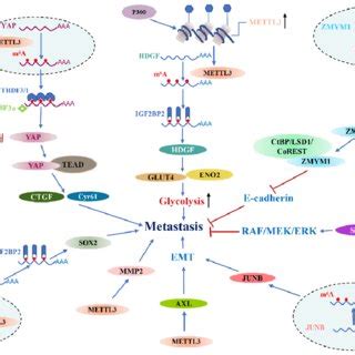 Mettl Regulates Cell Migration And Invasion Mettl Promotes Cell