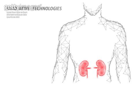 Kidneys Internal Organ Men Silhouette 3d Low Poly Geometric Model