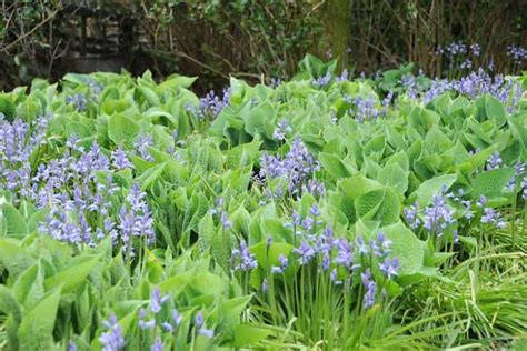 Hyacinthoides Non Scripta English Bluebells