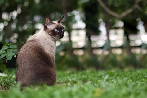 Gato Sentado En El Campo Foto Premium