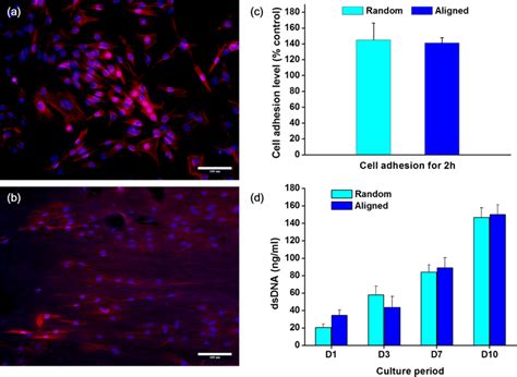 Effects Of The Nanofiber Membrane On The Initial Cellular Adhesion