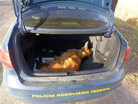 Prf Resgata Lobo Guar Atropelado Na Br Em Tr S Marias Mg