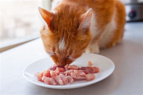 Comida Casera Para Gatos Recetas Econ Micas