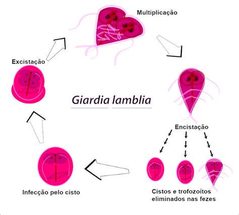 Trofozoíto De Giardia Lamblia