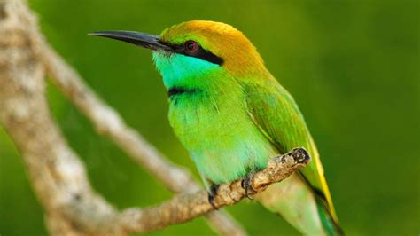 Macro photography of green bird wallpaper | animals | Wallpaper Better